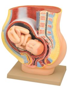 Eisco Labs Model, Human Female Pelvis, Pregnancy With Fetus