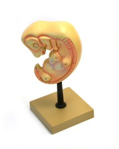 Eisco Labs Human Embryo Model, 4 Weeks Old