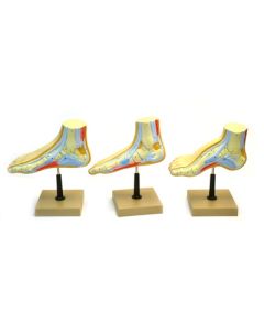Eisco Labs Human Feet Model Set