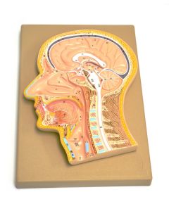 Eisco Labs Model, Human, Head, Fontal Section, Median Section