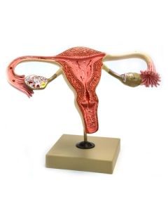 Eisco Labs Model, Human, Female Reproductive, Ovary