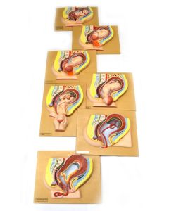 Eisco Labs Human Fetal Development Stages Model ( 7 Stages) 18" X 14"