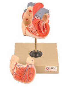 Eisco Labs Life Size Human Heart Model On Base; 2 Parts