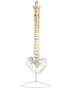 Eisco Labs Bones, Human, Spine, Life Size Model