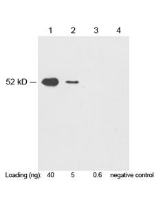 GenScript C-Myc-Tag Antibody, Pab, Rabbit; 40ug