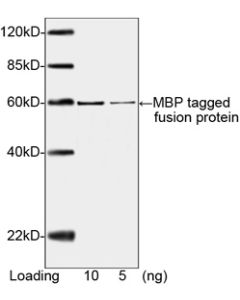 GenScript Mbp-Tag Antibody, Mab, Mouse; 40ug