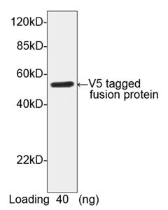 GenScript V5-Tag Antibody, Pab, Rabbit; 40ug