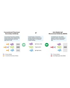 GenScript Mouse Anti-Rabbit Igg Antibody (M205) [Hrp], Mab; 200ul
