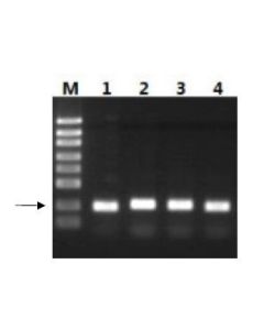 GenScript M-Mulv Reverse Transcriptase; 10000U