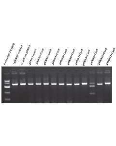 GenScript Gencrispr Sgrna Screening Kit; 30reactions