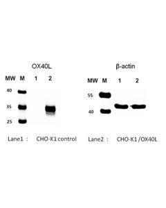 GenScript Cho-K1/Ox-40l Stable Cell Line; 2vials