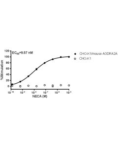 GenScript Cho-K1/Mouse Adora2a Stable Cell Line ; 2vials