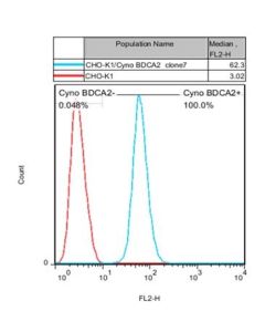 GenScript Cho-K1/Cyno Bdca2 Stable Cell Line; 2vials