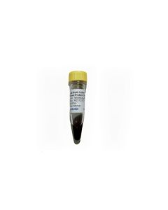 GenScript Broad Multi Color Pre-Stained Protein Standard; 1250ul (250ul x 5)