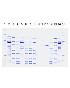 GenScript Expressplus™ Page Gel,10×8, 4-20%, 12 Wells; 20Gels
