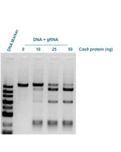 GenScript Gencrispr Cas9 Nuclease; 10 μg (0.2mg/mL)