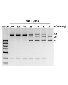 GenScript Gencrispr Nls-Cas9-D10a Nickase; 10 μg (1mg/mL)