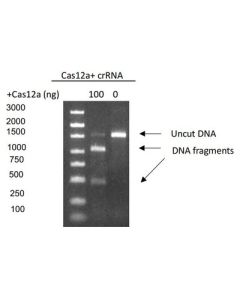 GenScript Gencrispr™ Cas12a (Cpf1) Nuclease; 50 μg