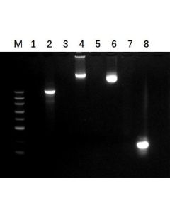 GenScript Benz-Neburase™, His; 10kU