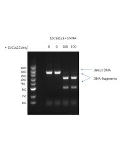 GenScript Gencrispr Lbcas12a Nuclease; 100ug