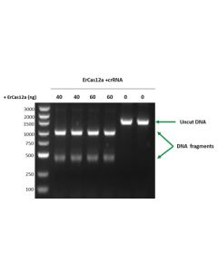GenScript Gencrispr Ercas12a Nuclease; 100mg