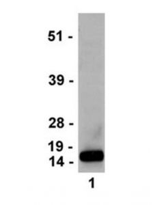 Millipore Anti-Trimethyl-Histone H3 (Lys4) Antibody, Clone Mc315