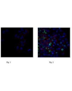 Millipore Anti-Phospho Histone H2a.X (Ser139), Clone Jbw301, Alexa