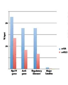 Millipore Anti-Histone H3.3 Antibody