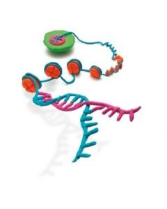 Millipore Acetyl-Histone H4 Immunoprecipitation (Chip) Assay Kit