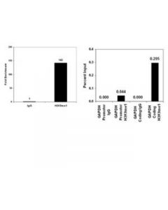 Millipore Chipab+ Monomethyl-Histone H3 (Lys9) - Chip Validated Antibody