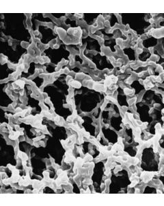 Millipore Mf-Millipore Membrane Filter, 0.8 &#181;M Pore Size, Gridded