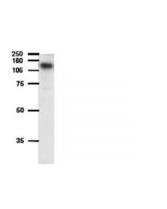 Millipore Anti-Atp-Binding Cassette Antibody, Sub-Family B (Mdr/Tap)