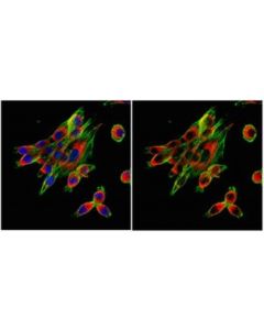 Millipore Anti-Calnexin Antibody