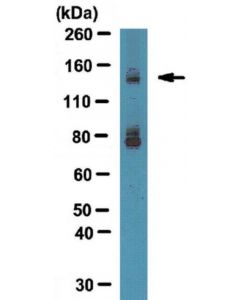 Millipore Anti-Integrin Alpha-11 Antibody