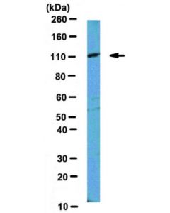 Millipore Anti-Mili Antibody