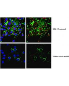 Millipore Anti-Phospho Pdhe1-A Type I (Ser300) Antibody