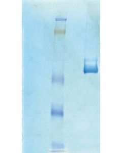 Millipore Vitronectin, Human Purified Protein
