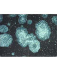 Millipore Pluristem-Xf Recombinant Vitronectin