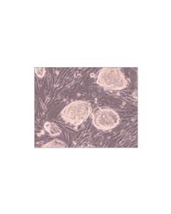 Millipore Fetal Bovine Serum