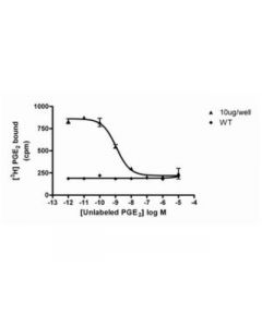 Millipore Chemiscreen Membrane Preparation Recombinant Human Ep4