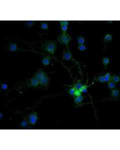 Millipore Anti-Mag Antibody, Clone 513, Alexa Fluor 488 Conjugate