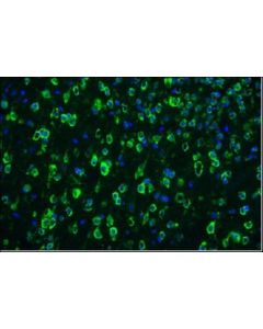Millipore Anti-Tau-1 Antibody, Clone Pc1c6, Alexa Fluor 488 Conjugate