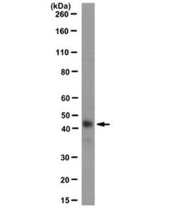 Millipore Anti-Myod Antibody, Clone 5f11