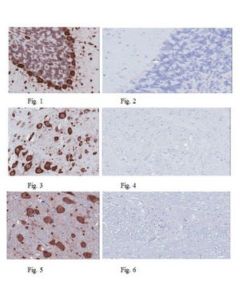 Millipore Anti-Musashi-1 Antibody, Clone 7b11.1