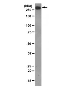 Millipore Anti-Mtor/Frap Antibody, Clone 22c2