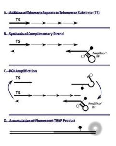 Millipore Trapeze Rt Telomerase Detection Kit