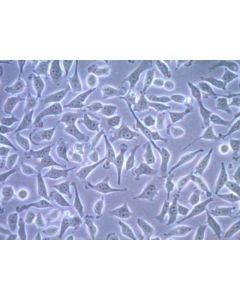 Millipore Flag-Snap-Htert Expressing Hela Cell Line