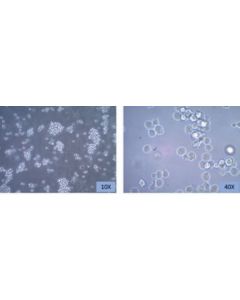 Millipore Ch27 Mouse B Cell Lymphoma Cell Line