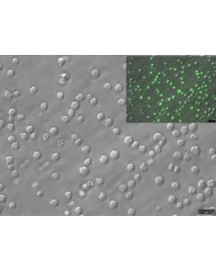Millipore Blaer1 Human B-Cell Precursor Leukemia Cell Line
