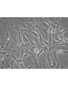 Millipore Ms5-Hdll1 Stromal Cell Line